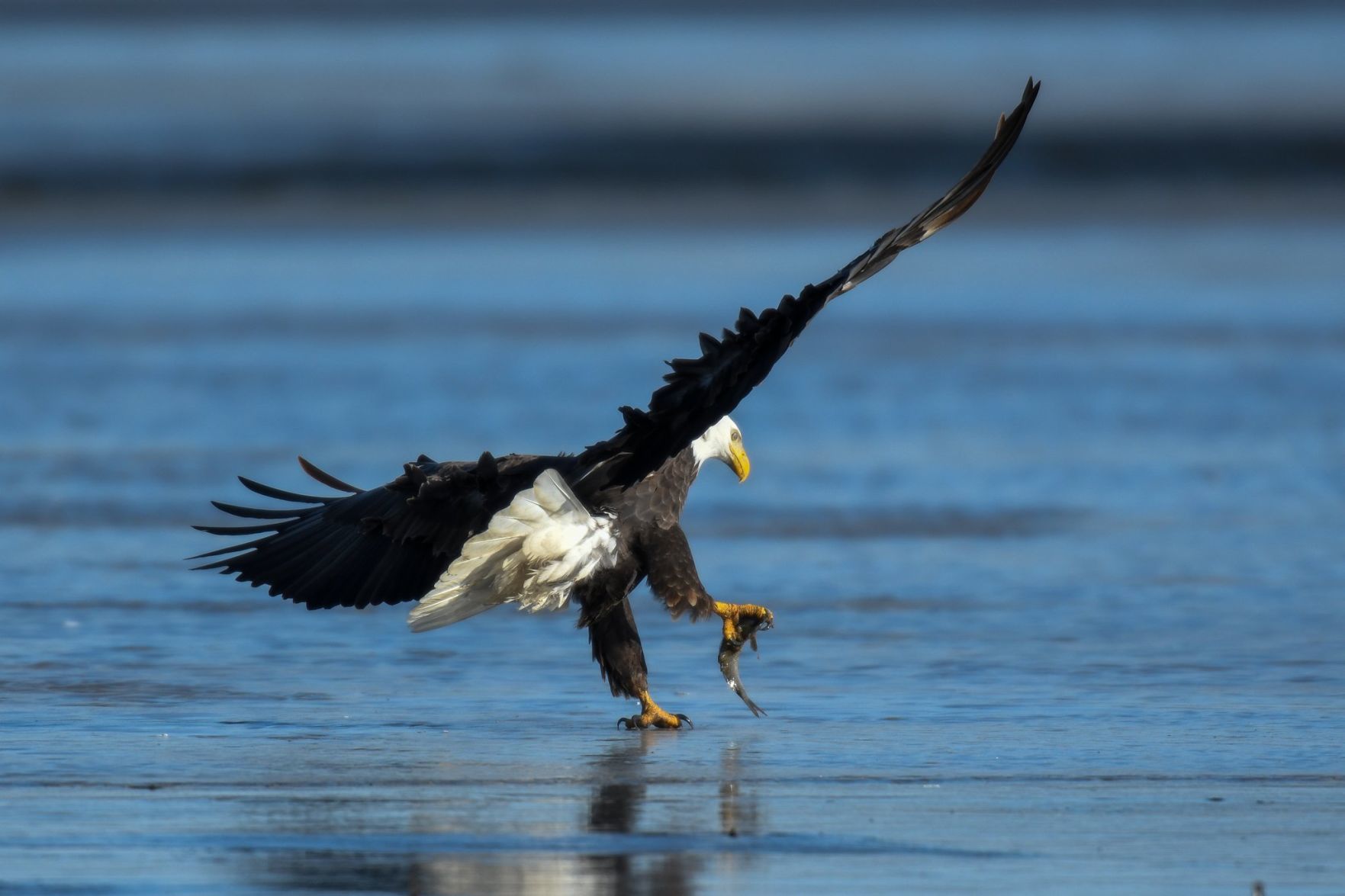 Catching dinner